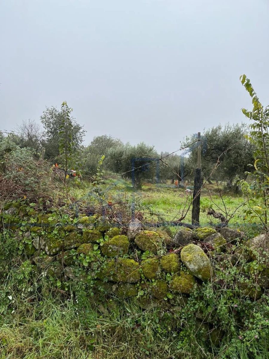 Moradia T0 para Venda em Adeganha e Cardanha Foto 7