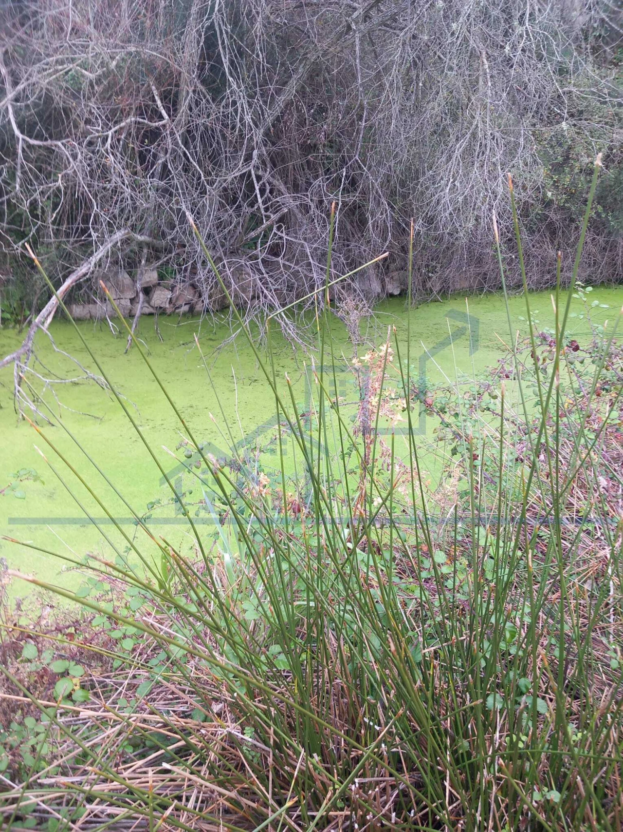 Moradia T0 para Venda em Adeganha e Cardanha Foto 10