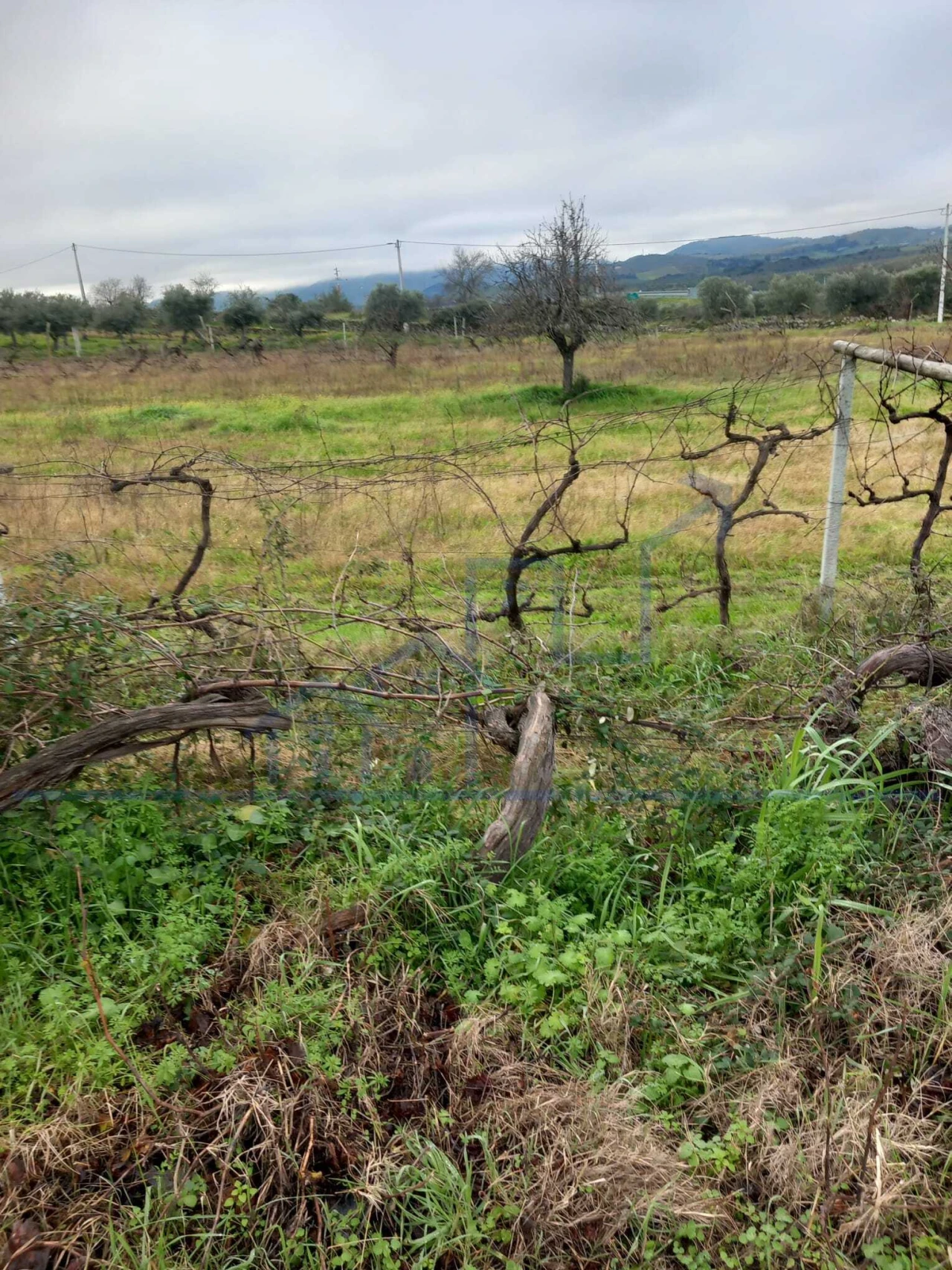 Moradia T0 para Venda em Adeganha e Cardanha Foto 4