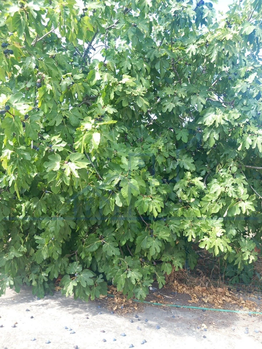 Moradia T3 para Venda em Adeganha e Cardanha Foto 17