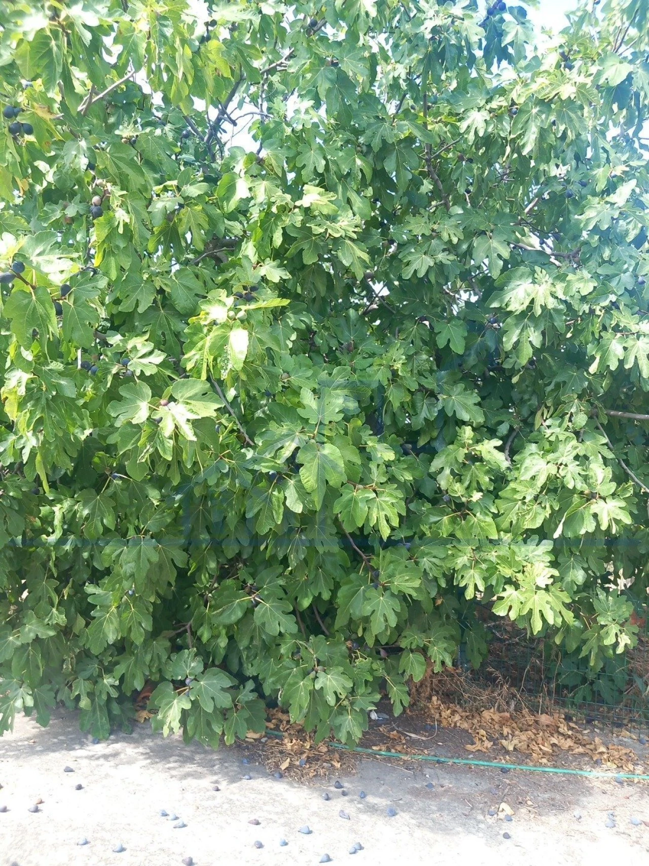 Moradia T3 para Venda em Adeganha e Cardanha Foto 17