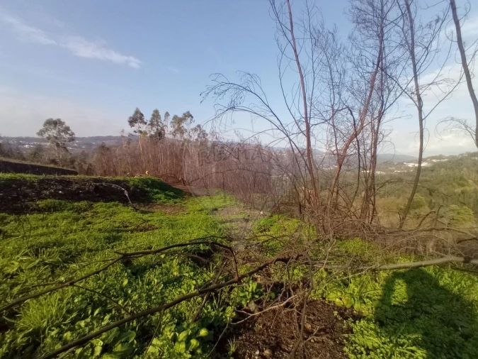 Terreno para Venda em Cedrim e Paradela Foto 2