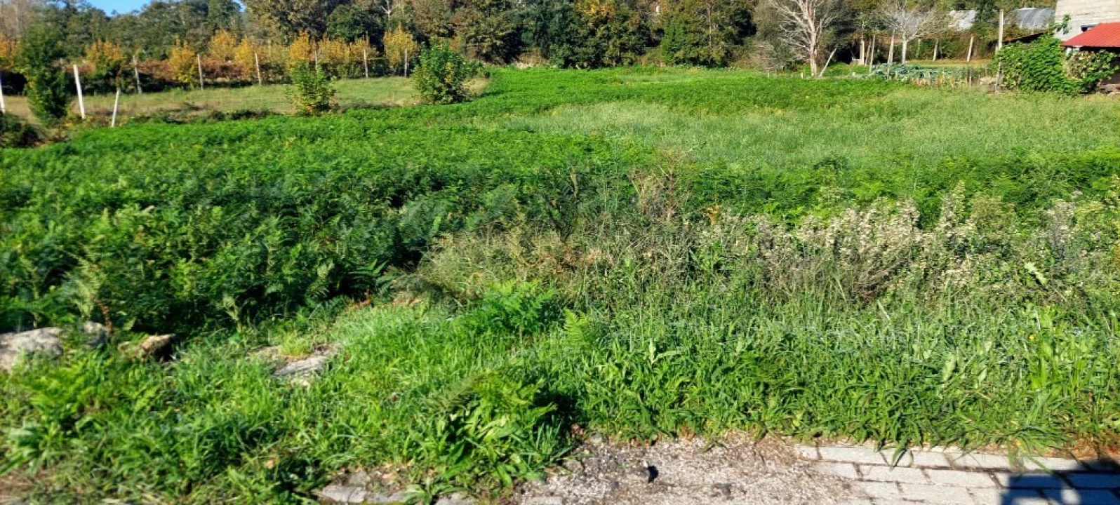 Terreno para Venda em Fiscal Foto 2