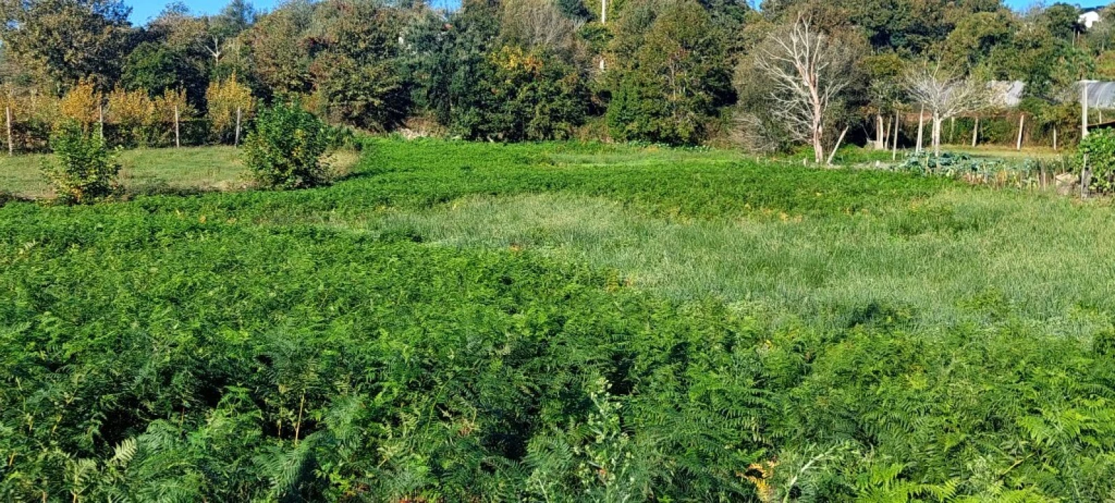 Terreno para Venda em Fiscal Foto 4