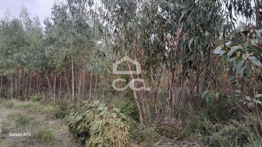 Terreno para Venda em São Bartolomeu dos Galegos e Moledo Foto 9
