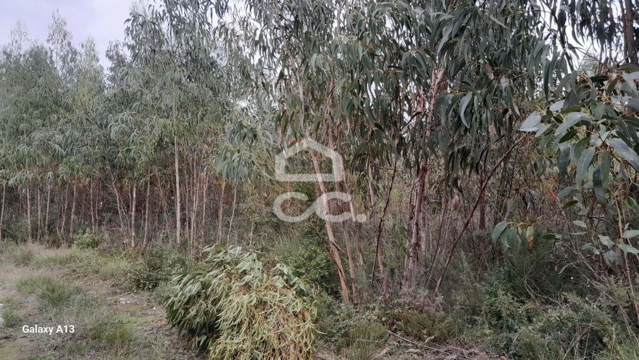 Terreno para Venda em São Bartolomeu dos Galegos e Moledo Foto 9