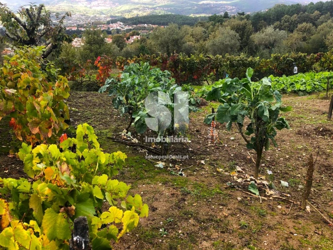 Terreno para Venda em Mateus Foto 10