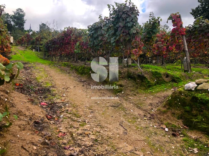 Terreno para Venda em Mateus Foto 13