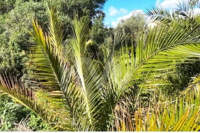 Terreno para Venda em Almancil
