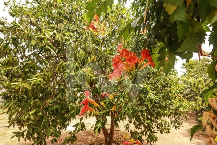 Moradia T4 para Venda em Ferreiras Foto 17