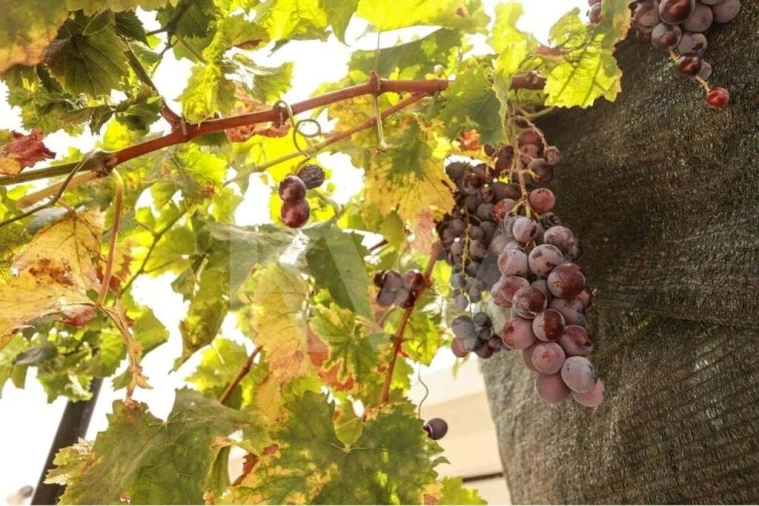 Moradia T4 para Venda em Ferreiras Foto 22