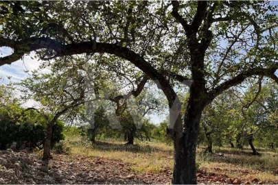 Terreno para Venda em Paderne