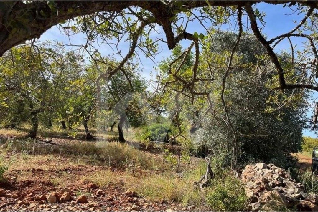 Terreno para Venda em Paderne Foto 1