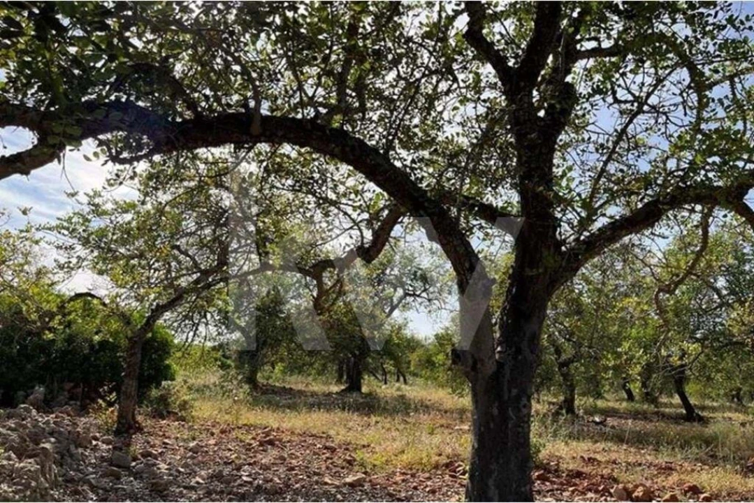 Terreno para Venda em Paderne Foto 6