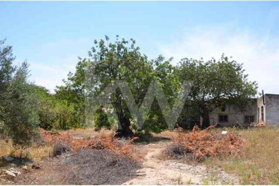 Terreno para Venda em Ferreiras Foto 4