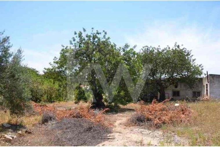 Terreno para Venda em Ferreiras Foto 4