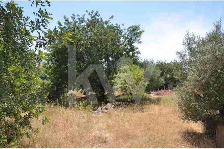 Terreno para Venda em Ferreiras Foto 7