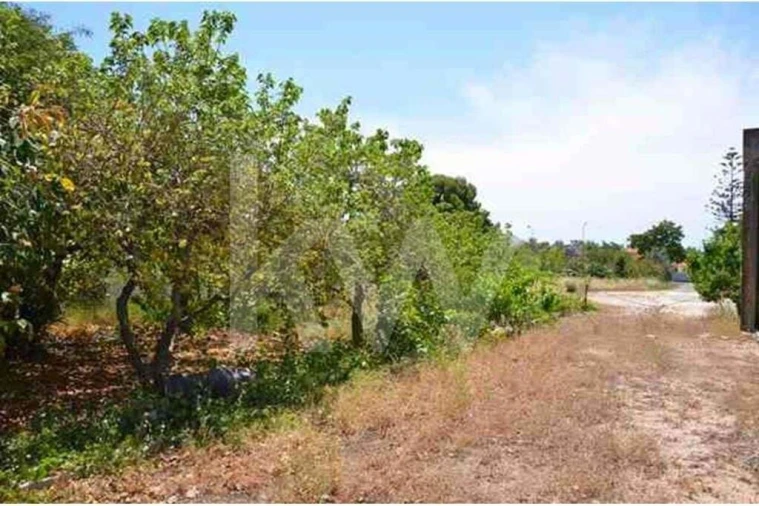 Terreno para Venda em Ferreiras Foto 3