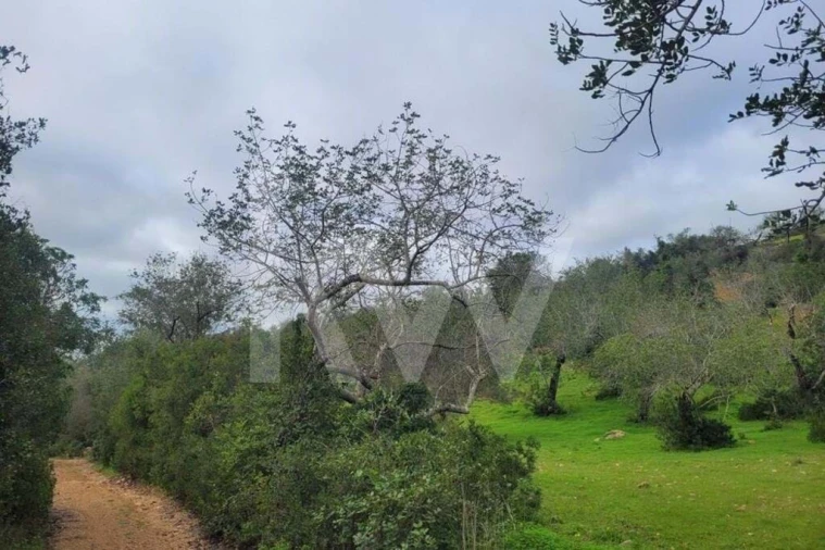 Terreno para Venda em Paderne