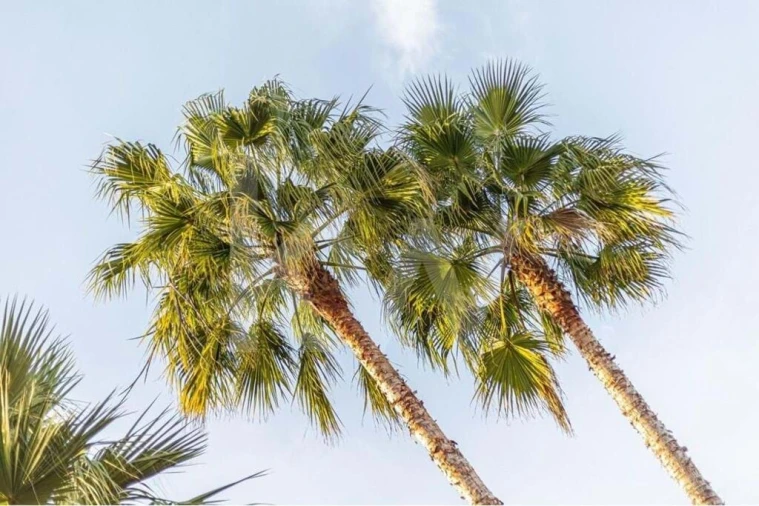 Moradia T4 para Venda em Porches Foto 45