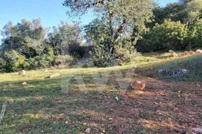 Terreno para Venda em Boliqueime