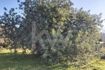 Terreno para Venda em Boliqueime