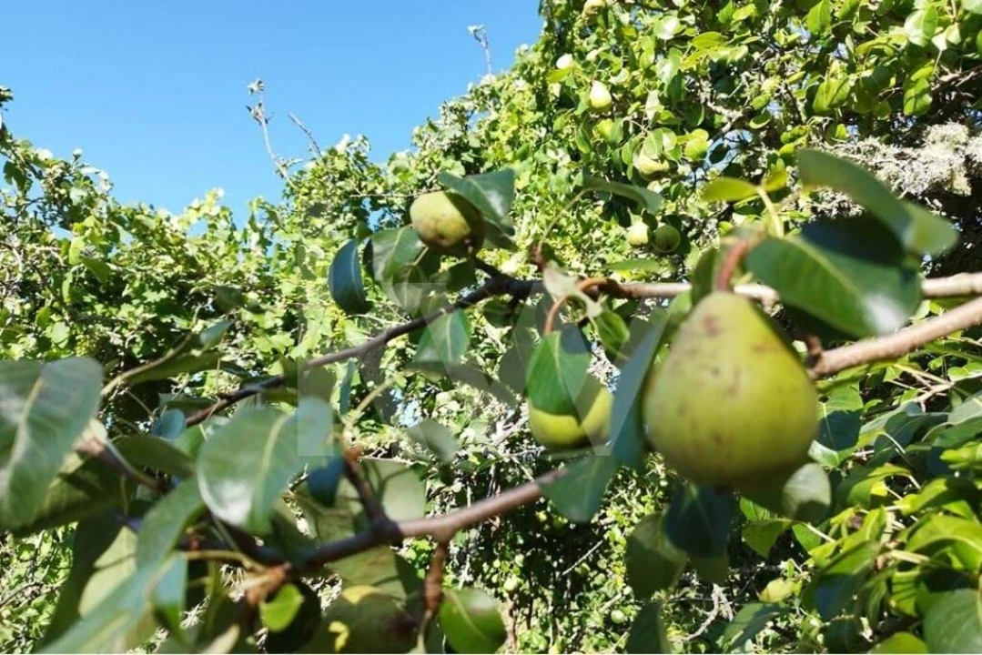 Quinta T2 para Venda em Monchique Foto 24