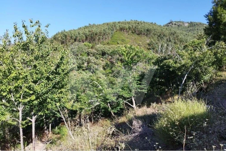 Quinta T2 para Venda em Monchique Foto 26