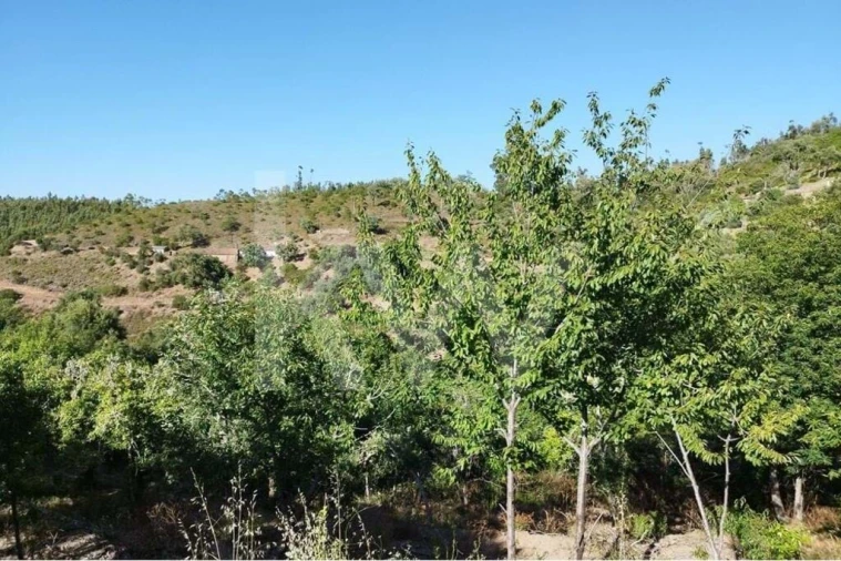 Quinta T2 para Venda em Monchique Foto 28