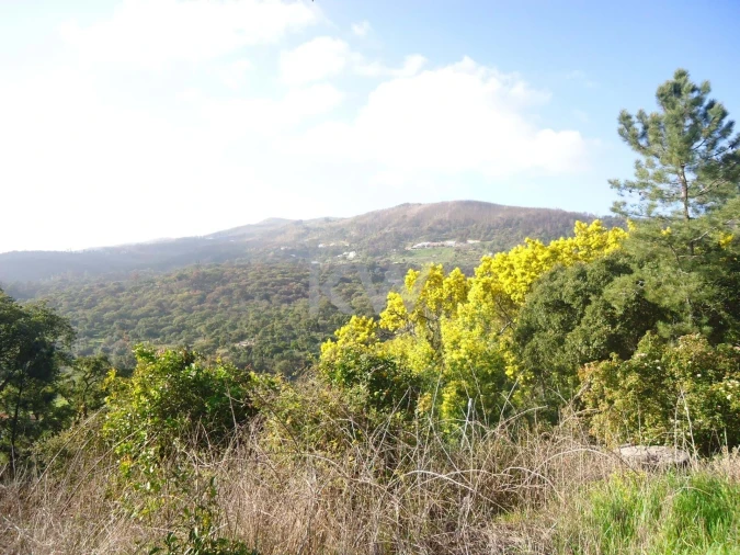 Terreno para Venda em Monchique Foto 2