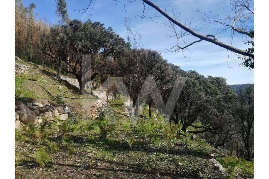 Terreno para Venda em Monchique Foto 22