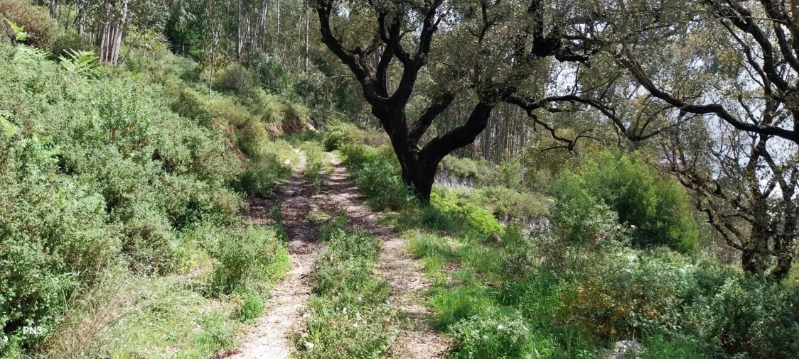Terreno para Venda em Monchique Foto 8