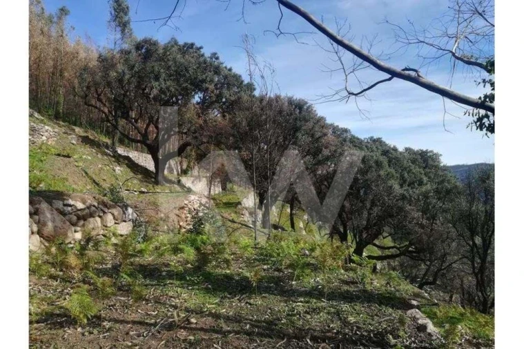 Terreno para Venda em Monchique Foto 22