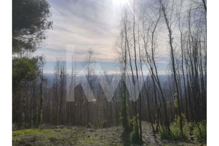 Terreno para Venda em Monchique Foto 18