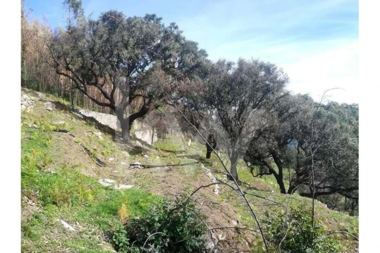 Terreno para Venda em Monchique Foto 25