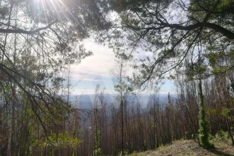 Terreno para Venda em Monchique Foto 17