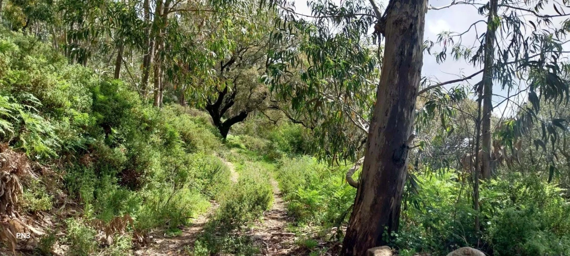 Terreno para Venda em Monchique Foto 7