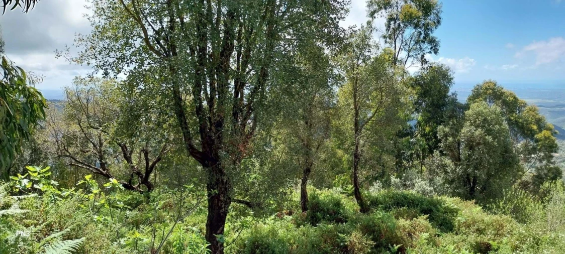 Terreno para Venda em Monchique Foto 5