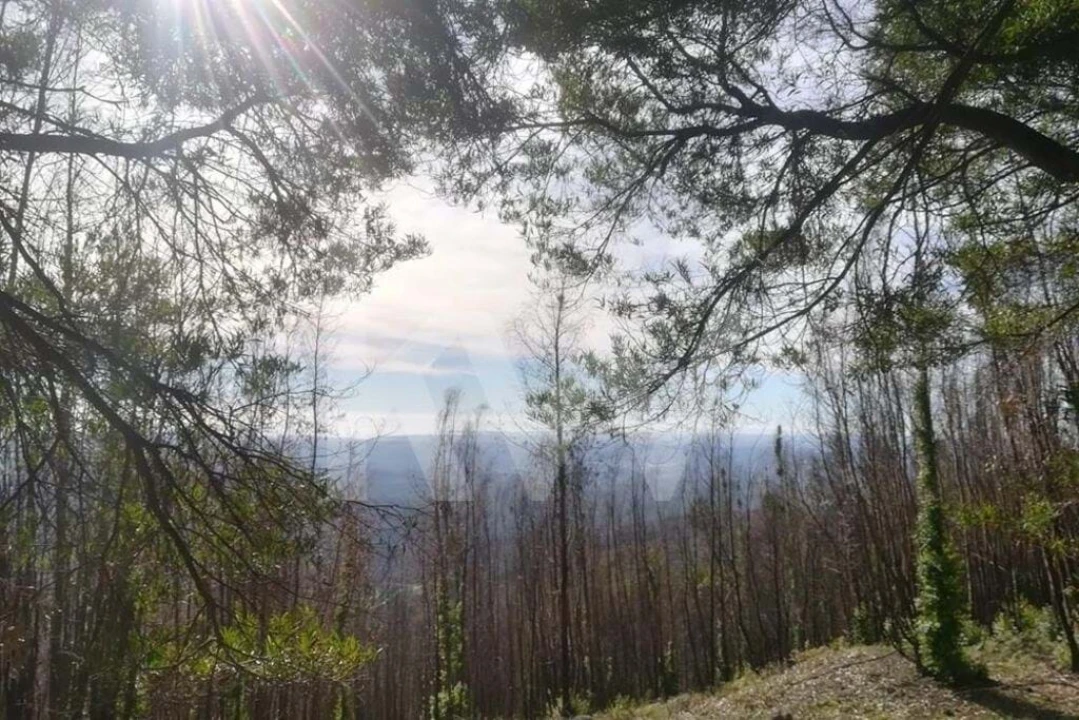 Terreno para Venda em Monchique Foto 17