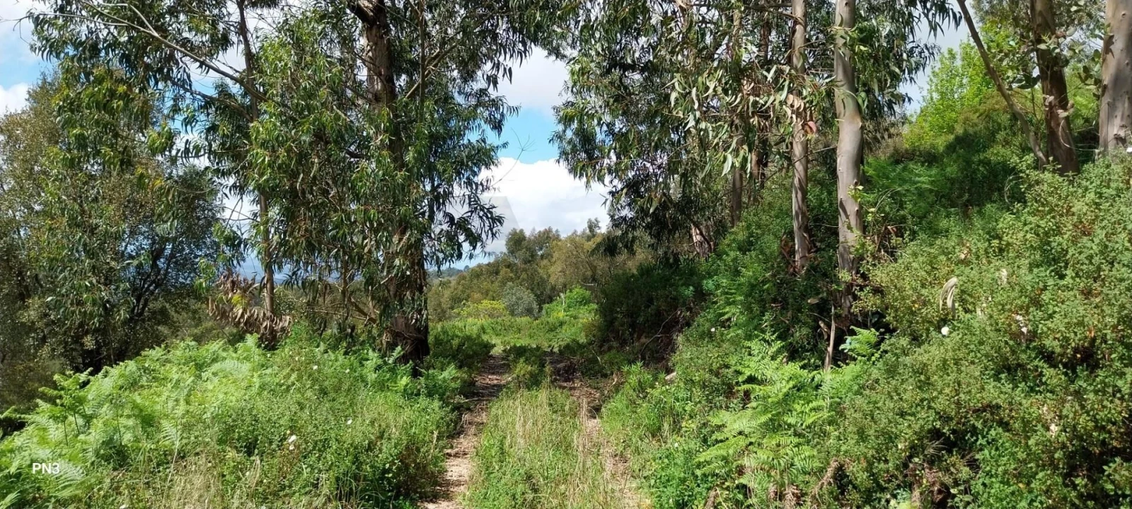 Terreno para Venda em Monchique Foto 9