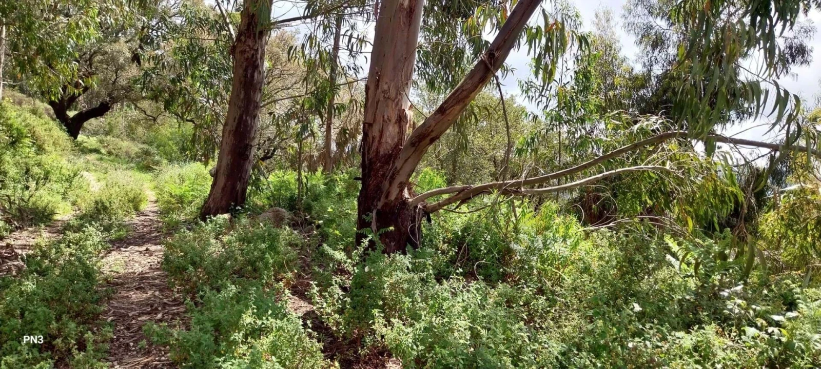Terreno para Venda em Monchique Foto 6