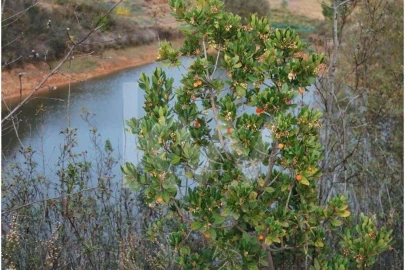 Apartamento para Venda em Mexilhoeira Grande