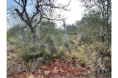 Terreno para Venda em São Bartolomeu de Messines