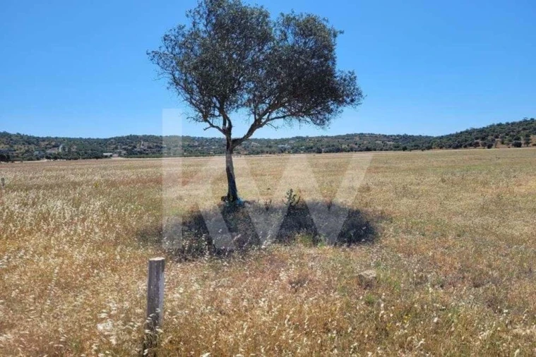 Terreno para Venda em Silves Foto 4