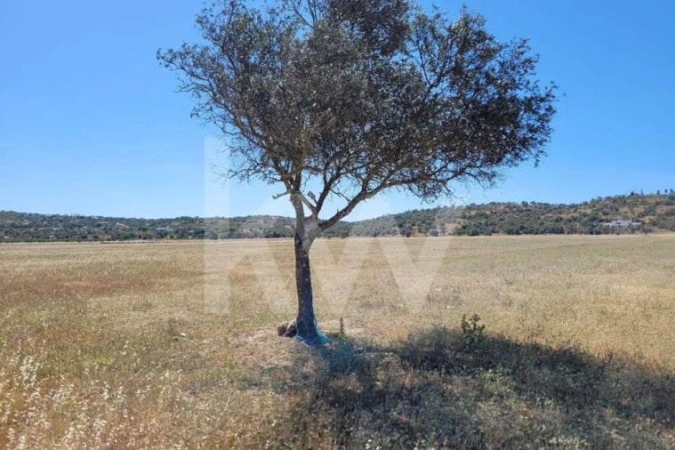 Terreno para Venda em Silves Foto 5