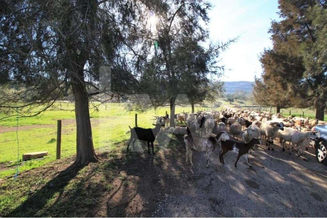 Quinta T8 para Venda em São Bartolomeu de Messines Foto 18