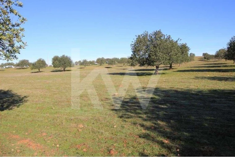 Quinta T8 para Venda em São Bartolomeu de Messines Foto 24