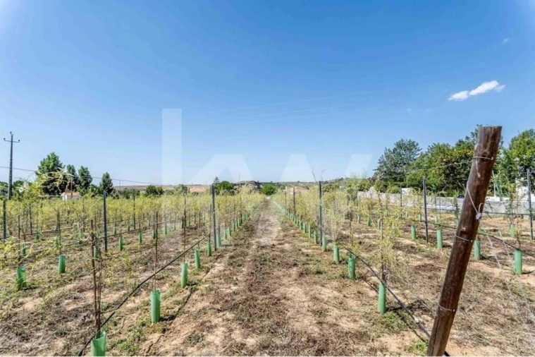 Quinta T5 para Venda em Vidigueira Foto 64