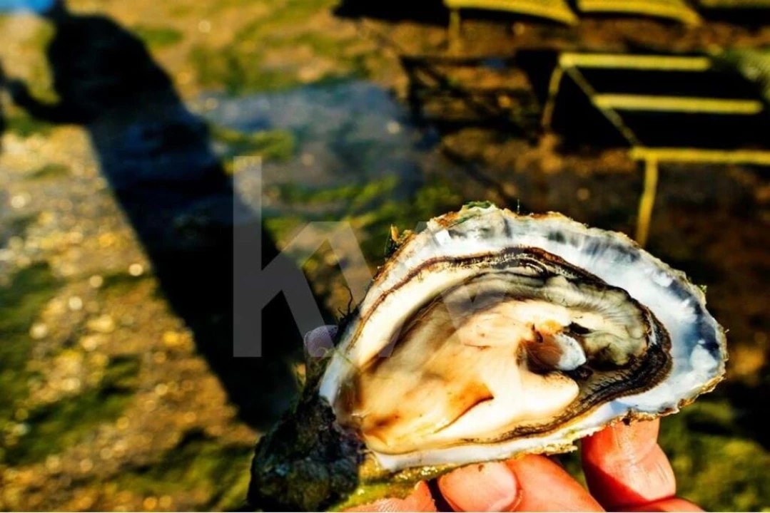 Moradia T3 para Venda em Odiaxere Foto 20