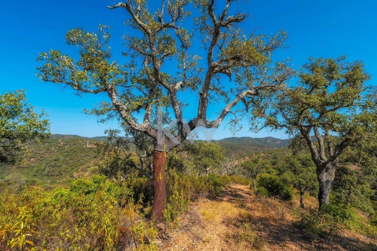 Terreno para Venda em Loule (São Clemente) Foto 21